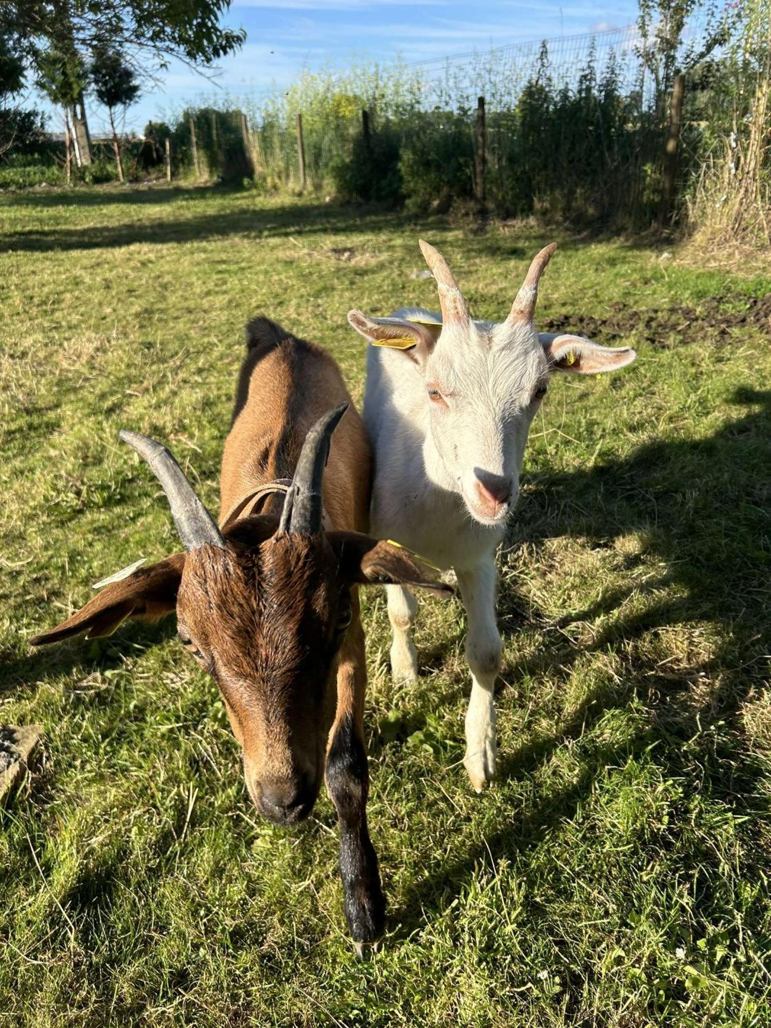 O Coeur Des Monts Et Merveilles Wormhout Dış mekan fotoğraf